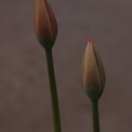 potd106