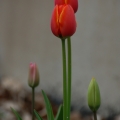 potd108