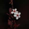 potd126