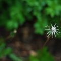 potd135