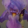 potd142