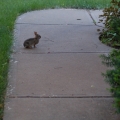potd164