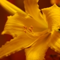 potd185