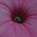 potd195