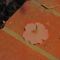 potd224