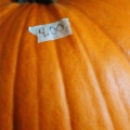 potd284