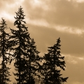 potd297