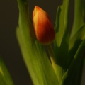 potd55