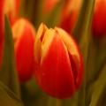 potd57