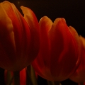 potd61