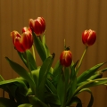 potd62